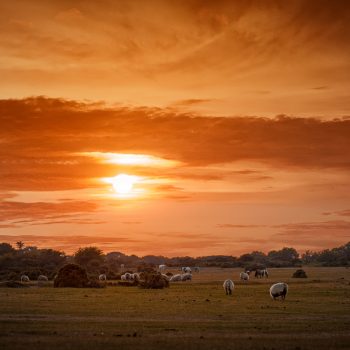 Dartmoor National Park