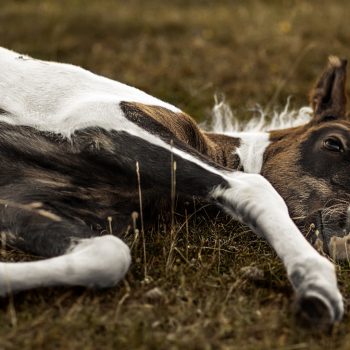 Dartmoor National Park